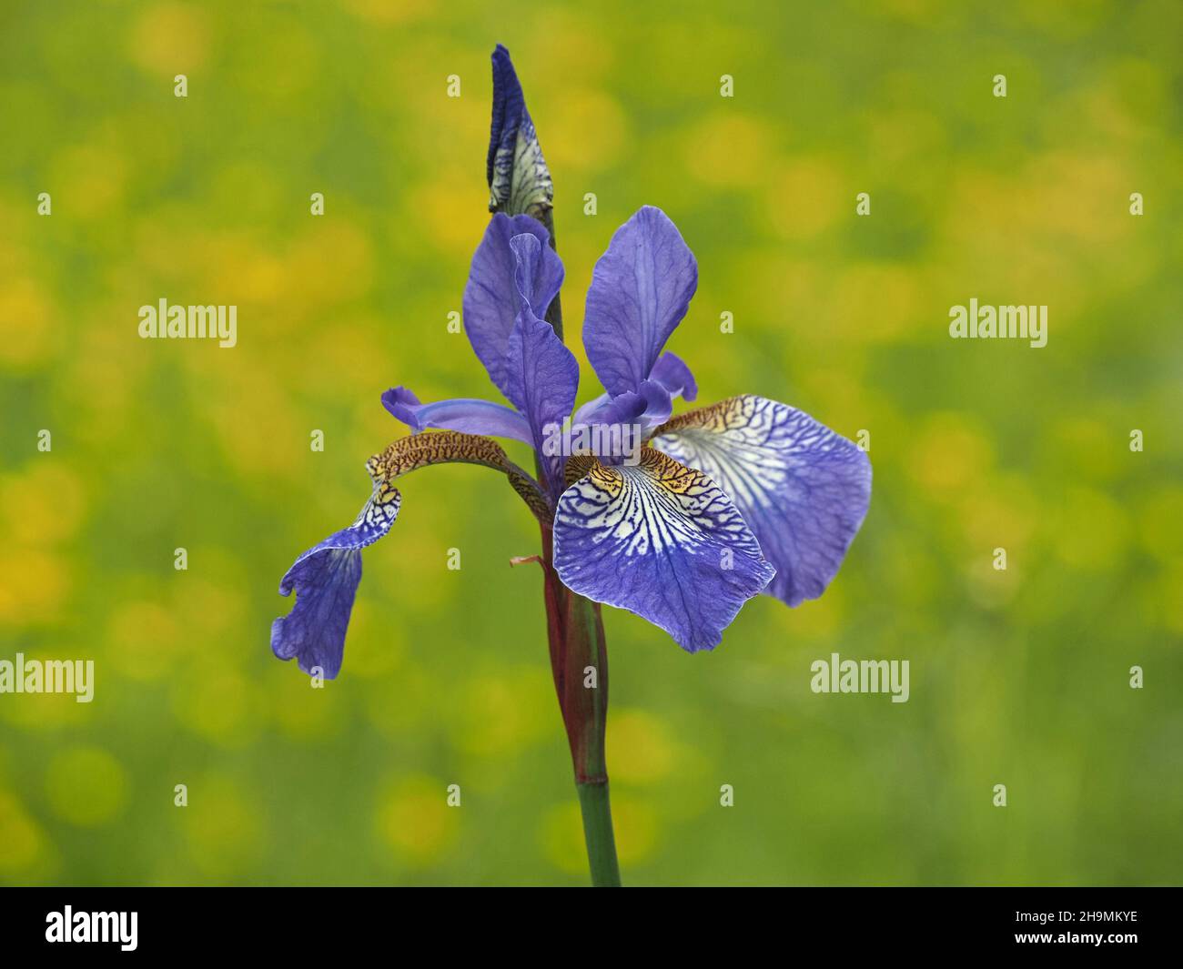 Iris sibérien, Iris sibirica contre fond vert et jaune d'herbe et de buttercups cultivés dans un jardin à Cumbria, Angleterre, Royaume-Uni Banque D'Images