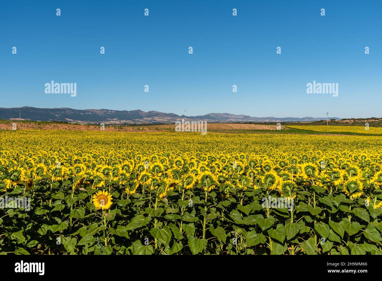 Champ de tournesol d'été et fond naturel bleu ciel Banque D'Images