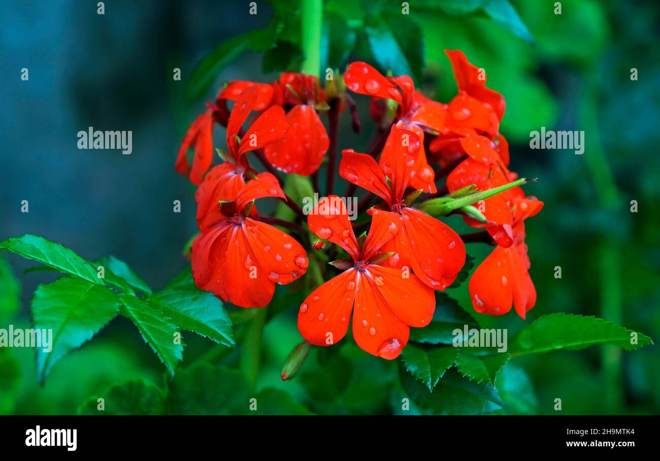 Fleurs de géranium rouge (Pelargonium peltatum) Banque D'Images