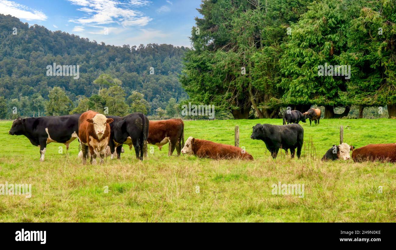 Le bétail de boeuf Hereford et angus vole dans un pâturage vert pittoresque sur l'île du Sud de la Nouvelle-Zélande. Banque D'Images