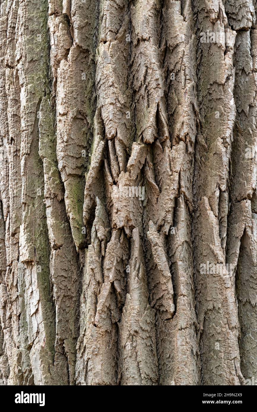 Écorce de cotonwood de l'est (Populus deltoides), E USA, par Dominique Braud/Dembinsky photo Assoc Banque D'Images