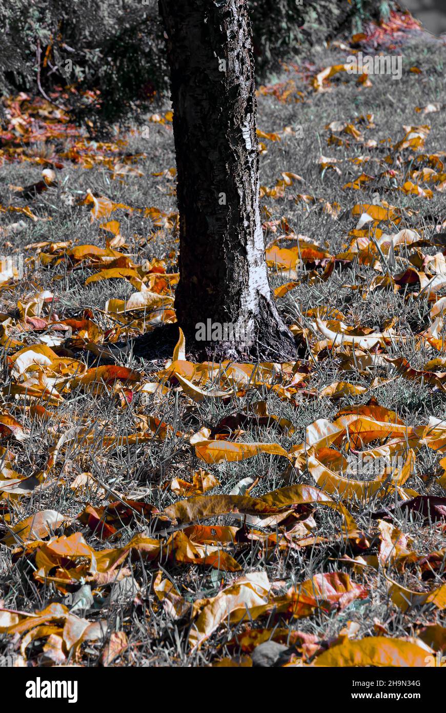 chiaroscuro d'automne – jaune avec feuilles mortes sur fond noir et blanc Banque D'Images