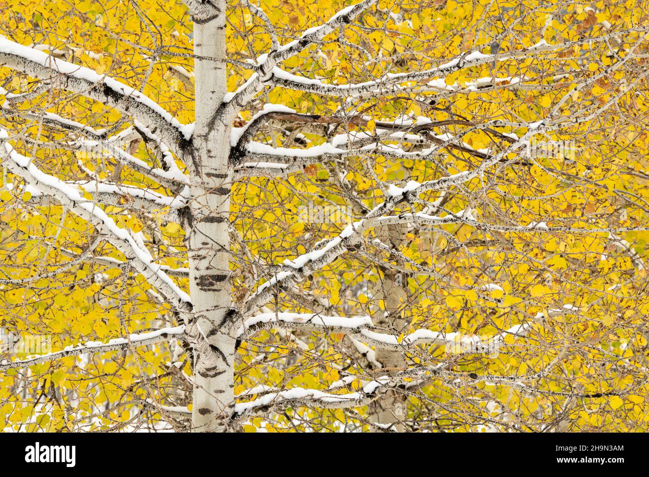 Neige fraîche sur les trembles d'Aspen (Populus tremuloides), Dakota du Sud, États-Unis, par Dominique Braud/Dembinsky photo Assoc Banque D'Images