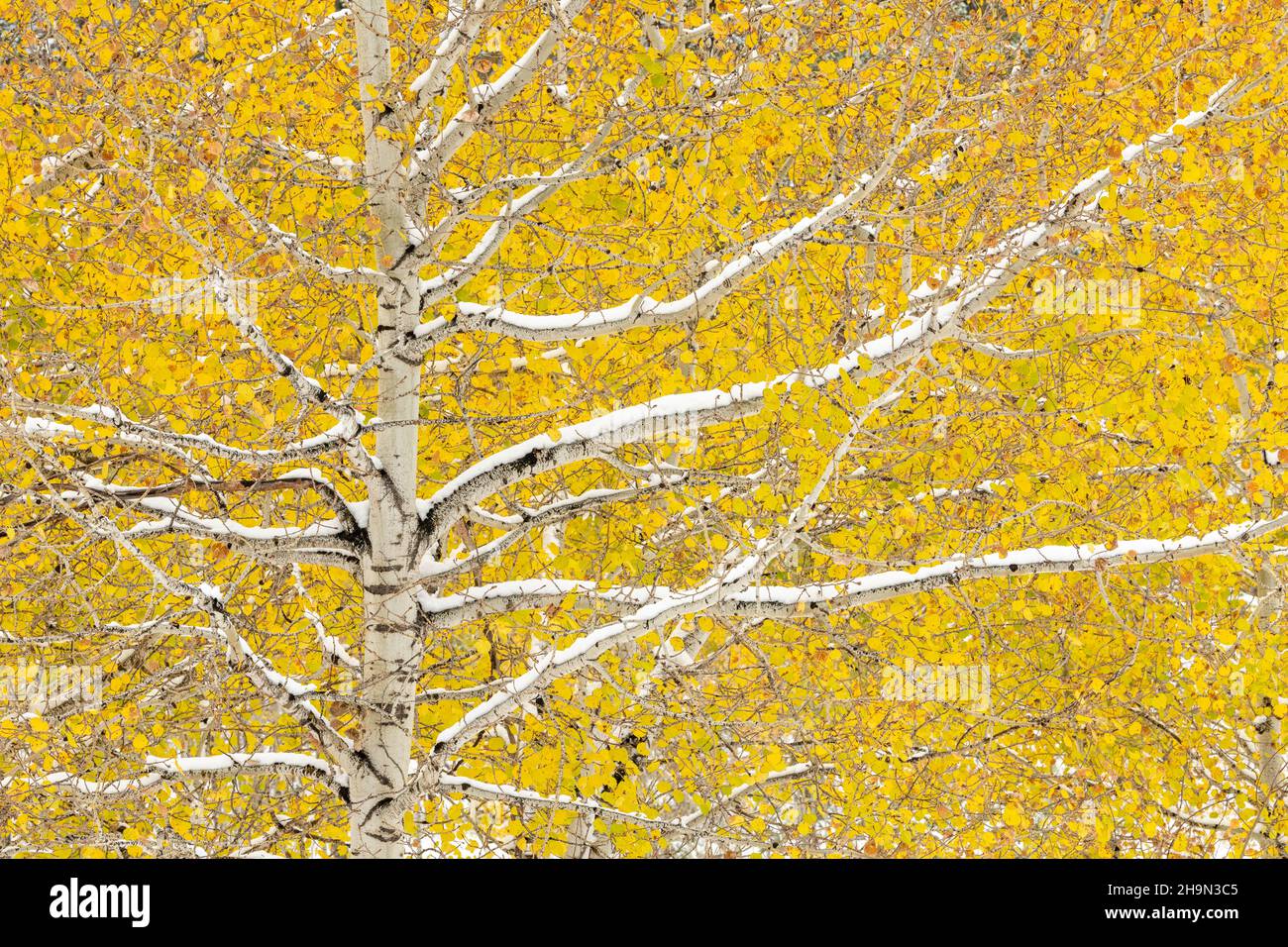 Neige fraîche sur les trembles d'Aspen (Populus tremuloides), Dakota du Sud, États-Unis, par Dominique Braud/Dembinsky photo Assoc Banque D'Images