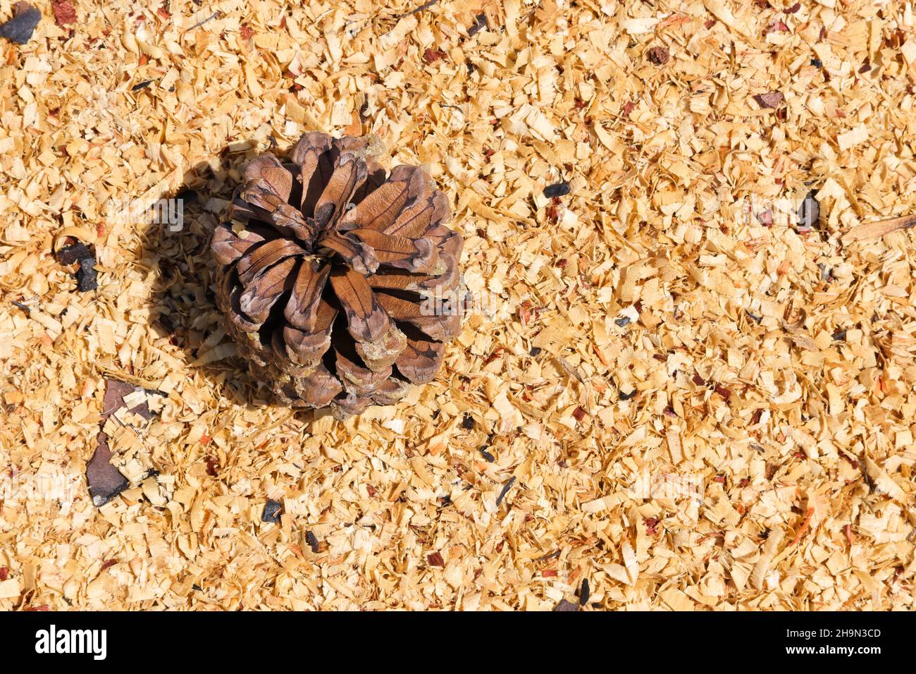 PIN de Monterey et copeaux de bois (Pinus radiata) Banque D'Images