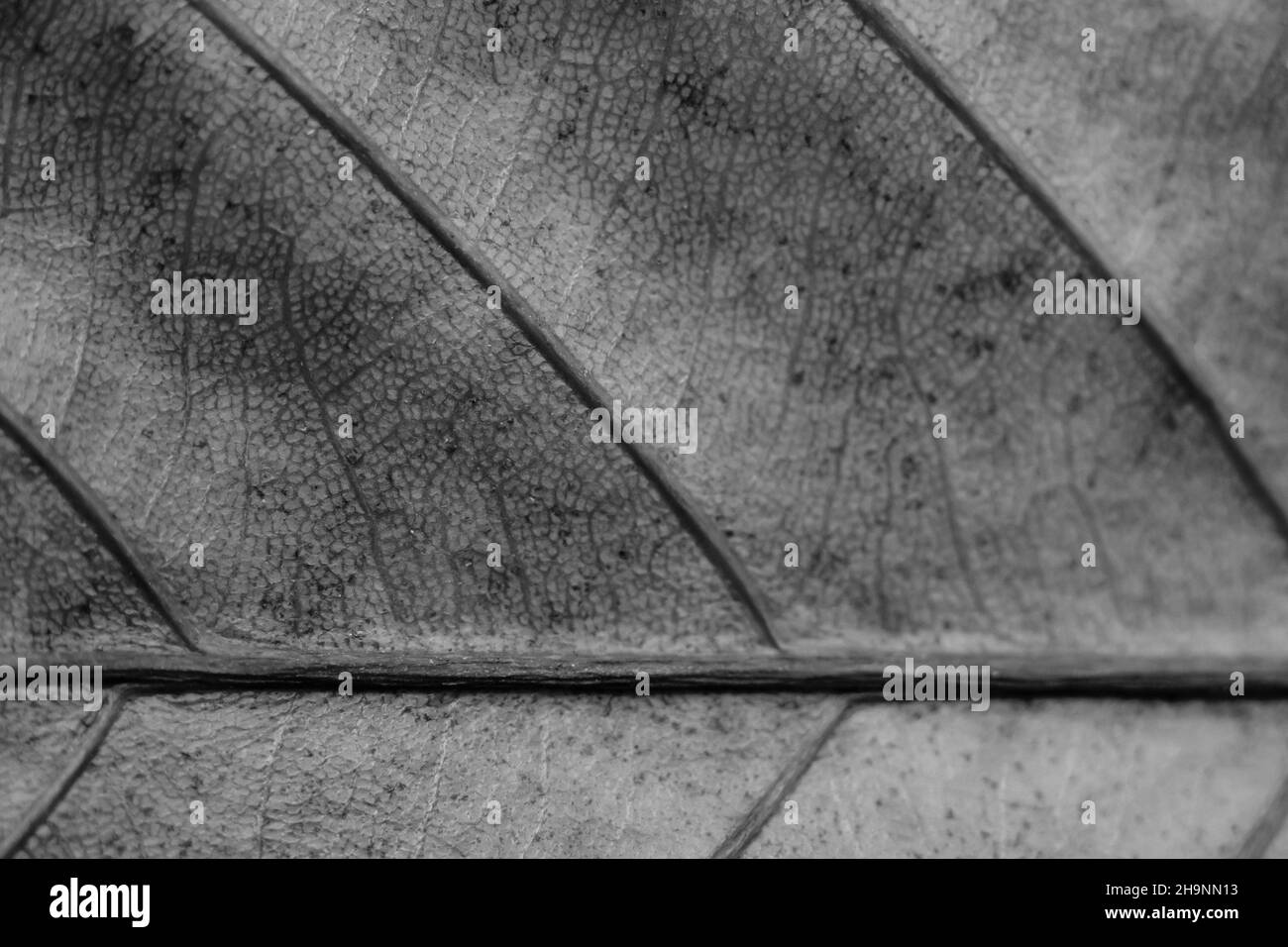 Noir et blanc gris rétro couleur plus de tons en stock.Espace de copie Résumé véritable nature beauté bannière arrière-plan.Détail Macro feuille visible texture veine Banque D'Images