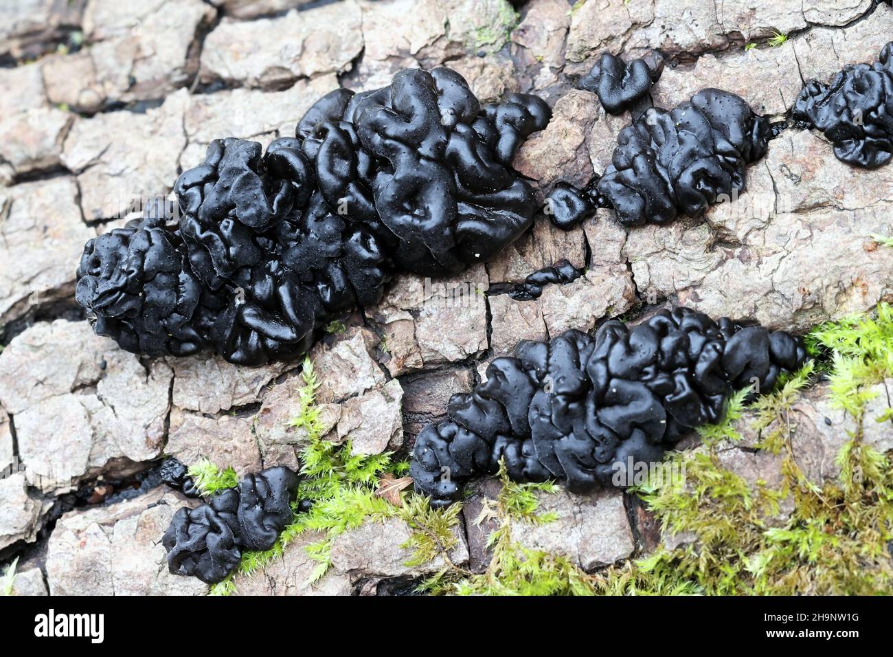 Exidia glandulosa, un champignon de la gelée communément connu sous le nom de beurre de sorcières noires, rouleau de gelée noire, ou champignon de la gelée de verrue Banque D'Images