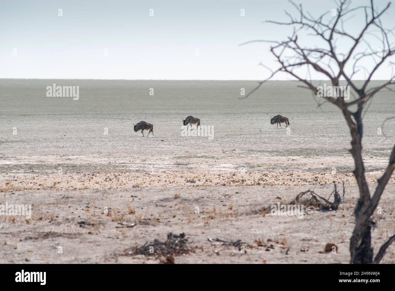 Trois antilopes gnu marchent au fond du lac Etosha par saison sèche en Namibie Banque D'Images