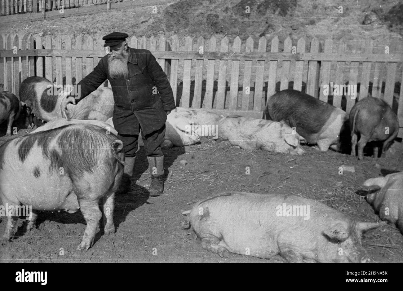 RAWA Mazowiecka, 1949.Gminn¹ Spó³dzielniê róstka Ch³opska róstka.NZ. Trzoda chlewna W zagrodzie. pw PAP Dok³adny miesi¹c i dzieñ wydarzenia nieustalone.RAWA Mazowiecka, 1949.Le marché et l'achat de produits agricoles auprès des agriculteurs locaux par le District Cooperative paysan Self-help.Pictued: Cochons dans un stylo. pw PAP Banque D'Images