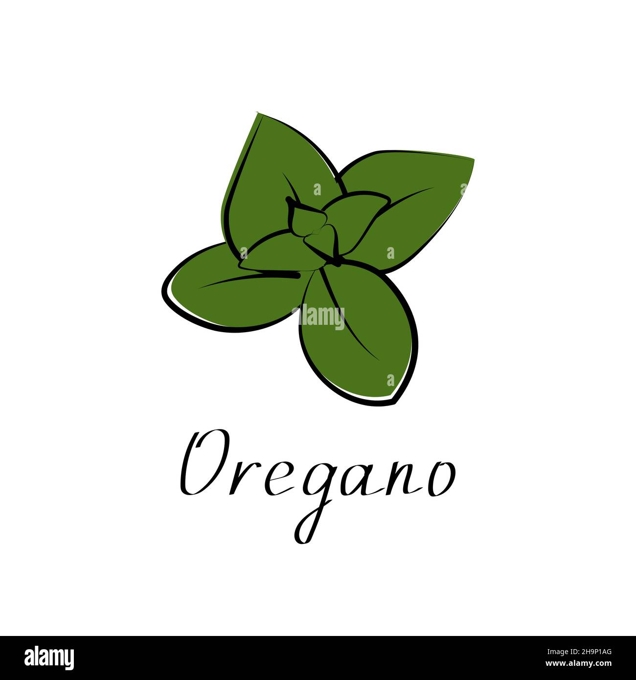 Origan isolé sur fond blanc.Herbes, épices, parfum, plante d'assaisonnement aux épices.Illustration vectorielle plate. Illustration de Vecteur