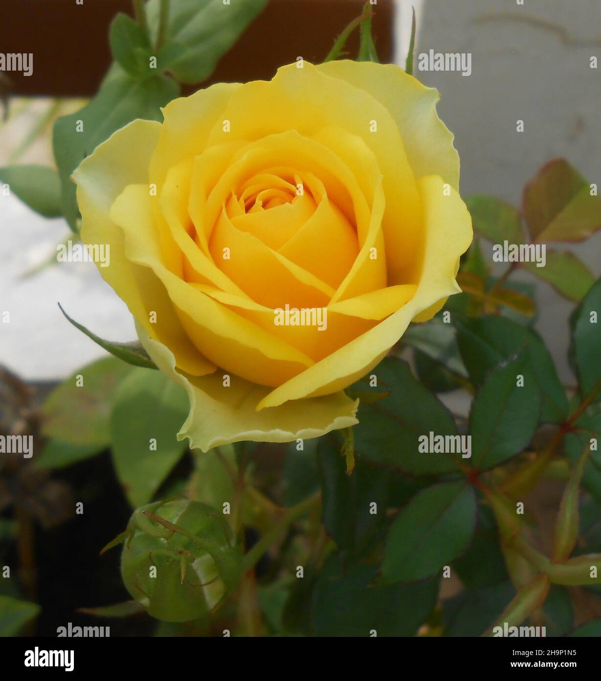 Gros plan d'une belle rose jaune du Bengale en fleurs dans le jardin Banque D'Images