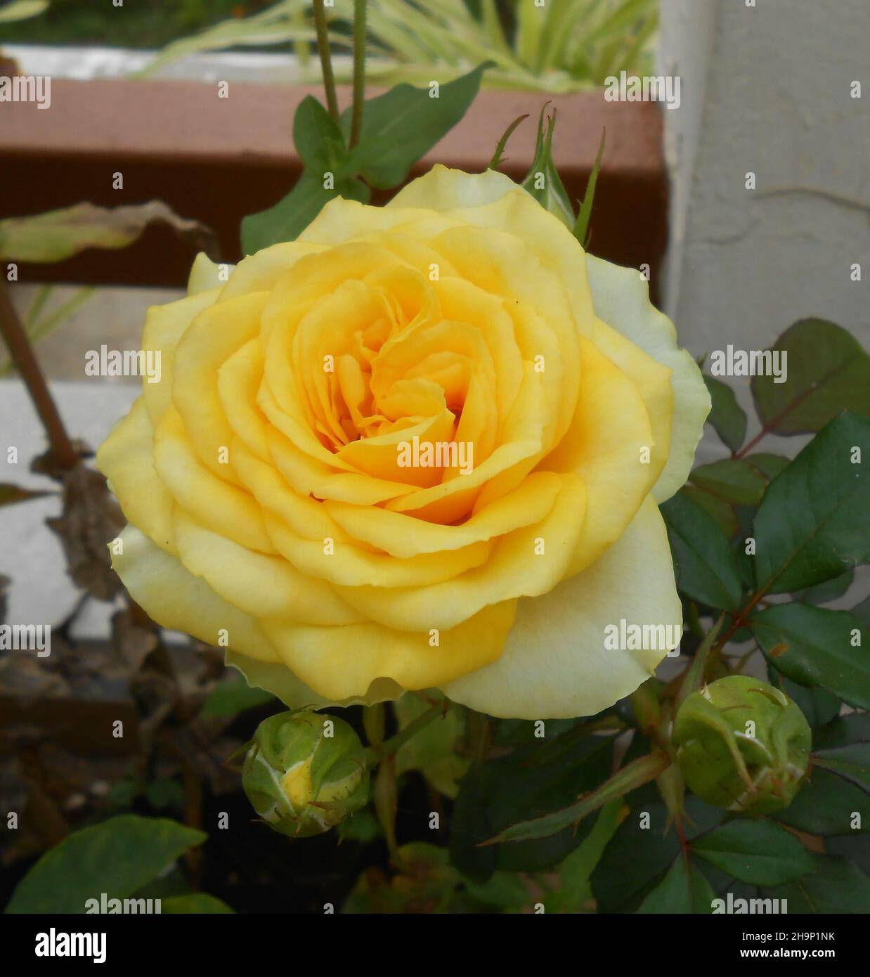 Gros plan d'une belle rose jaune du Bengale en fleurs dans le jardin Banque D'Images