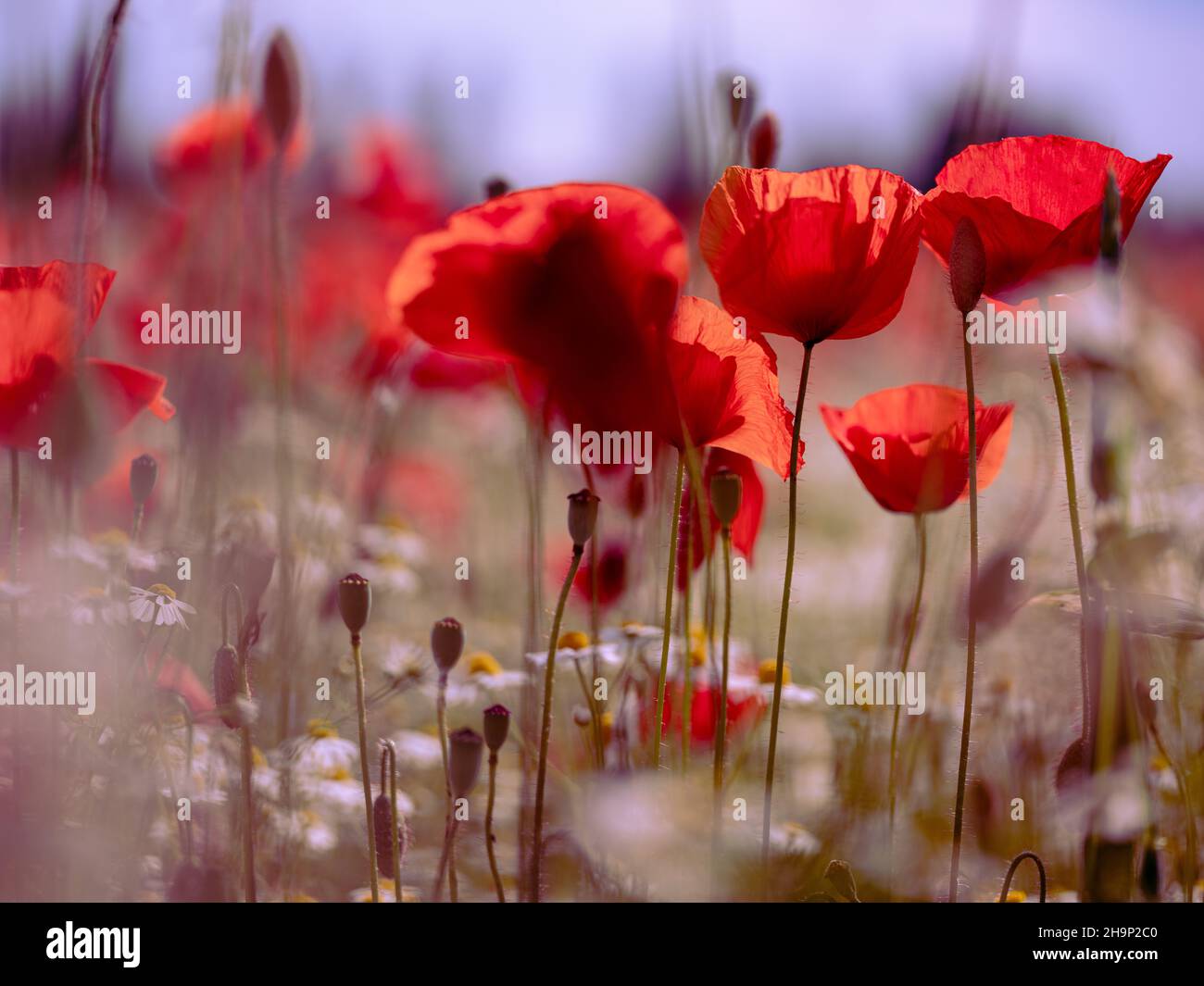 Fleurs de coquelicot rouge vif sur un fard à fleurs au début de l'été Banque D'Images