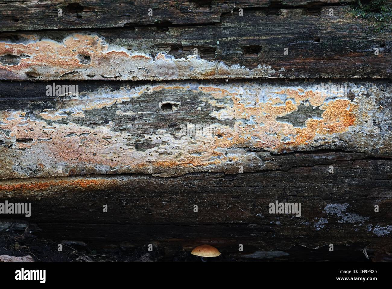 Leucogyrophana mollusque, communément appelé croûte d'orange gauchrée, champignon sauvage de Finlande Banque D'Images