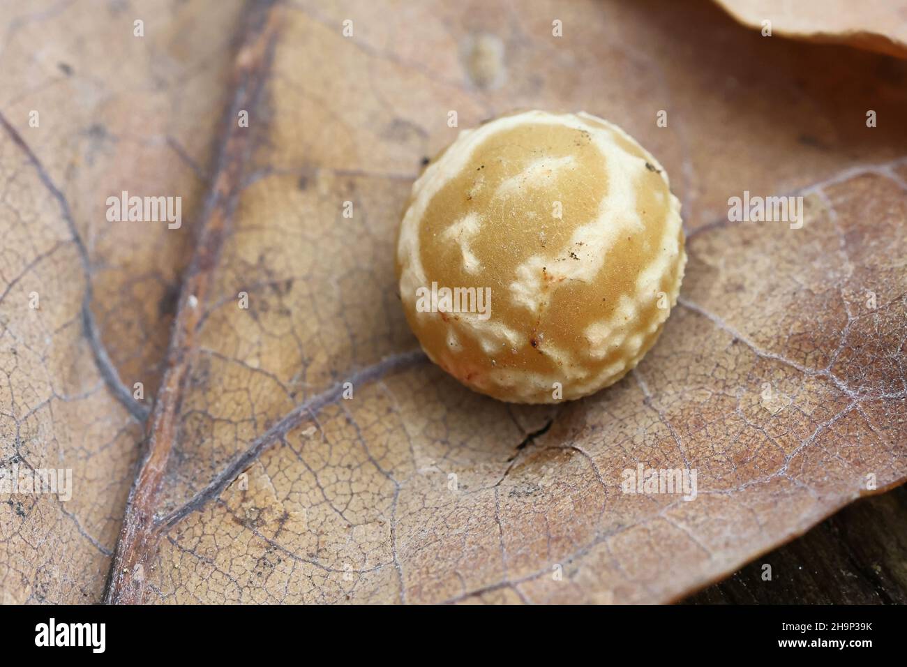 Cynips longientre, moraillon rayé Pea Gall, galettes sur les feuilles de chêne Banque D'Images