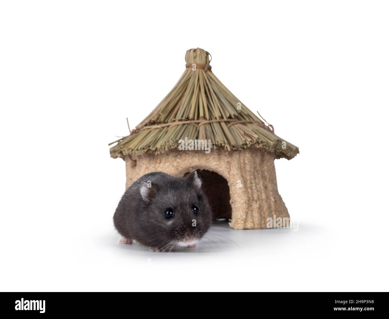 Mignon petit hamster noir à pied loin de la maison comestible.En regardant  vers la caméra depuis l'ouverture de la porte.Isolé sur un fond blanc Photo  Stock - Alamy