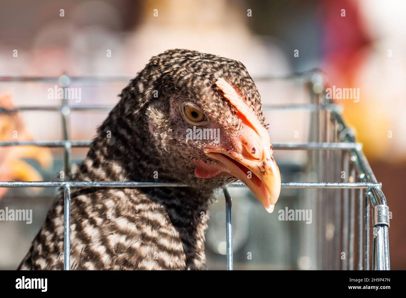 Gros plan de poule de poulet en cage, foyer sélectif Banque D'Images