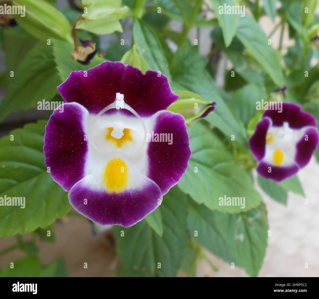 Gros plan d'une belle fleur violette et blanche fraîche dans le jardin  appelé fleur de triangle Photo Stock - Alamy