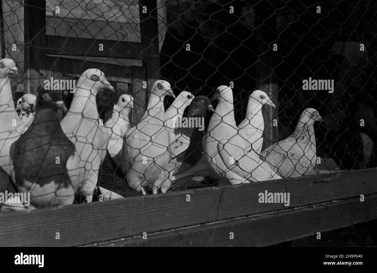 Varsovie, 1949-02.Hodowla go³êbi. mw PAP/Wiktor Janik Dok³adny dzieñ wydarzenia nieustalony.Varsovie, le 1949 février.Reproduction de Pigeon. mw PAP Banque D'Images