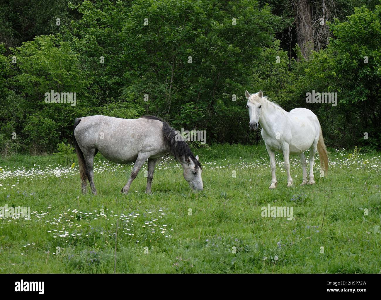 Chevaux dans le pâturage vert, race mixte du Connemara et du Lippizan Banque D'Images