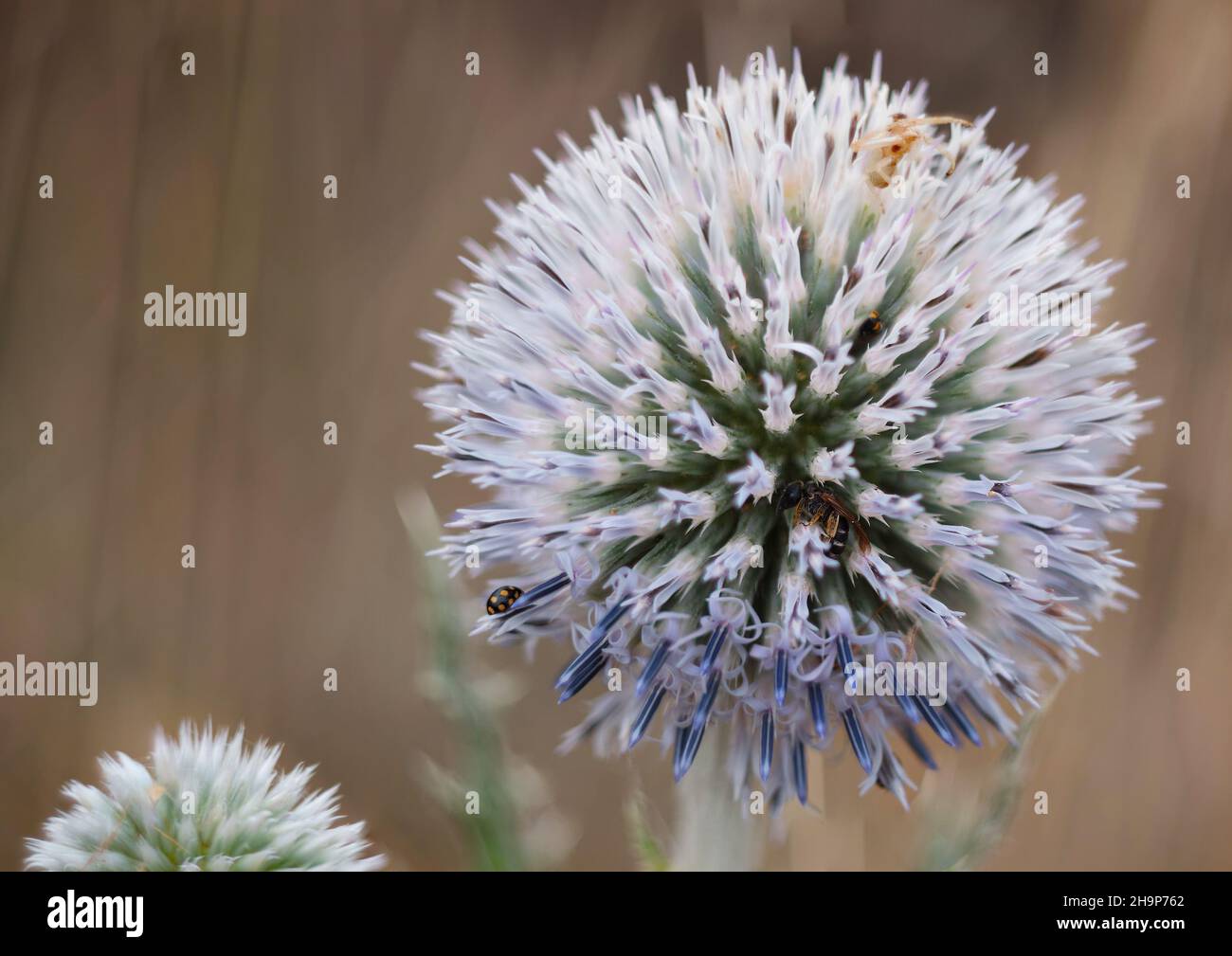 L'abeille, l'araignée et la coccinelle reposent dans les étamines d'un chardon de globe violet. Banque D'Images