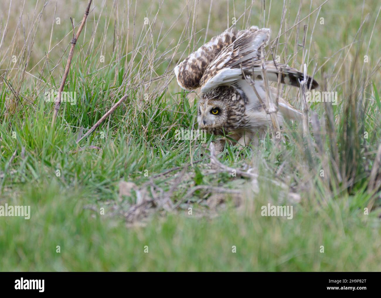 Hibou à courte hauteur (ASIO flammeus) qui s'étend sur les ailes, assis au sol dans un champ d'herbe. France, Europe Banque D'Images