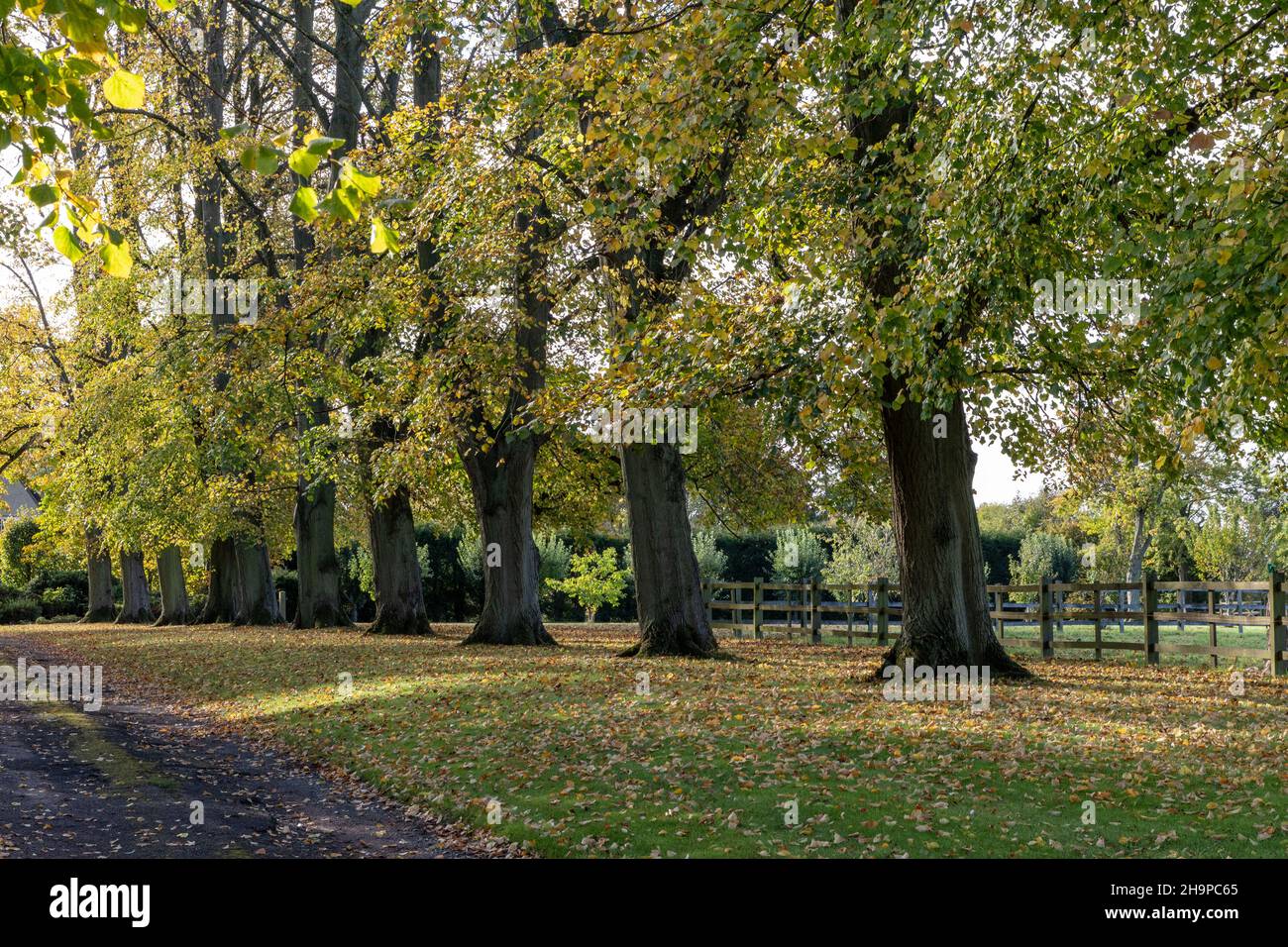 Avenue d'arbres d'automne dans le village d'Ashby St Ledgers, Northamptonshire, Royaume-Uni Banque D'Images