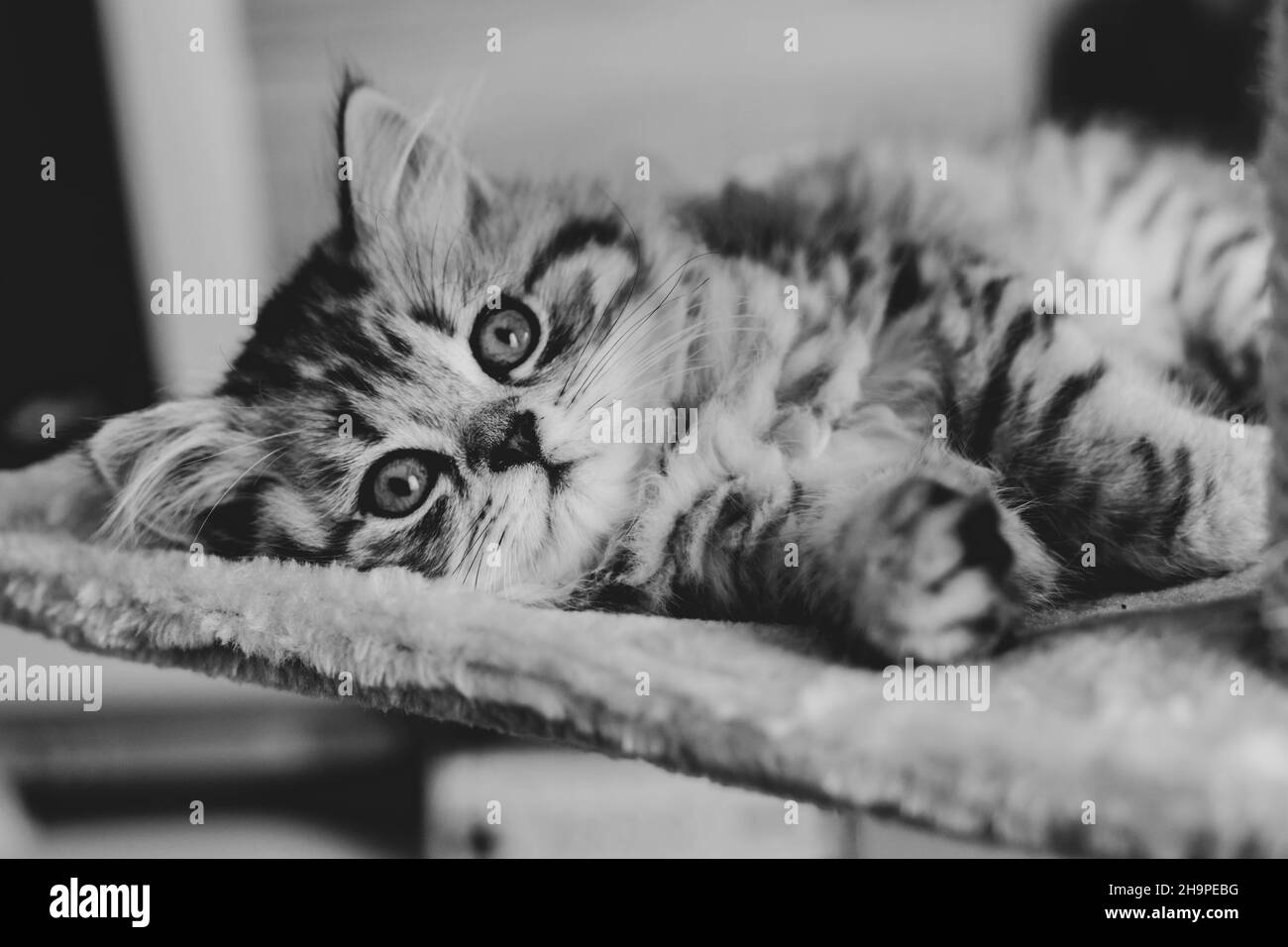 Adorable chaton persan allongé sur un canapé à la maison Banque D'Images