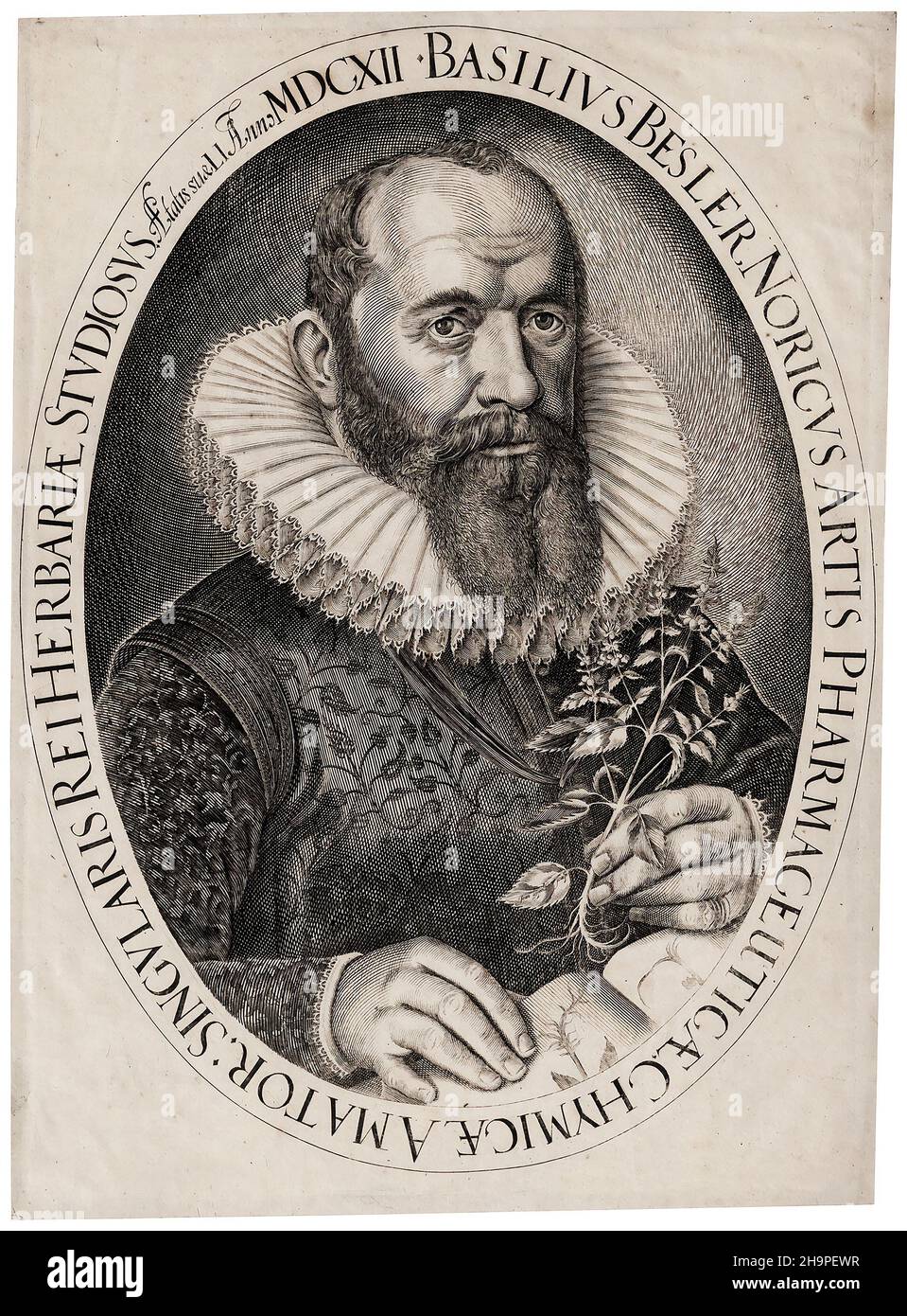 Basilic Besler (1561–1629) - Basilius Besler.Gravure de lignes par J. Leypolt, 1612 Banque D'Images