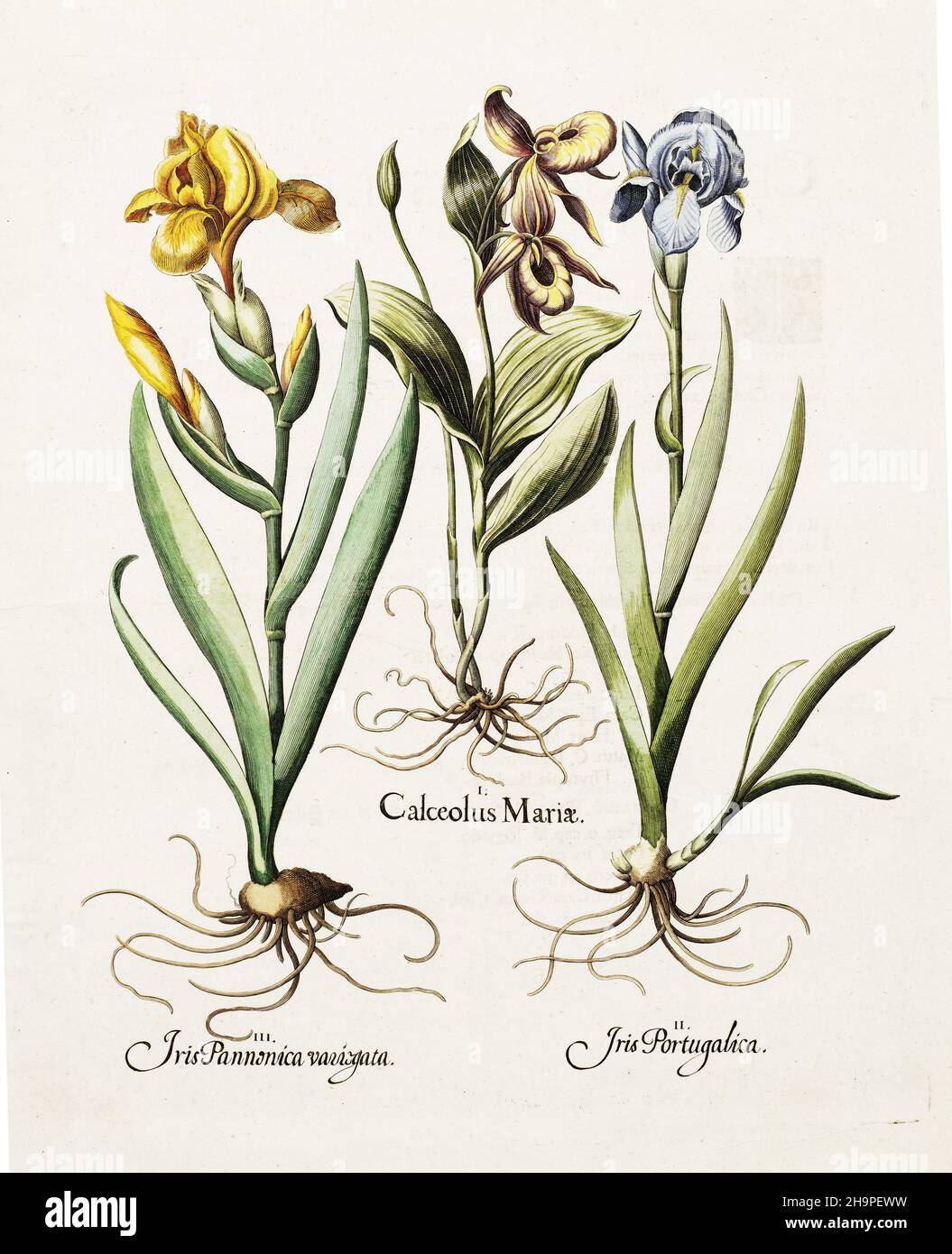 Basilic Besler - calcéolus Mariae (Ladies Slipper) - Iris Pannonica Varigata (Iris à barbe variégée foncée) - Iris Portugalica (barbu variégée bleue) Banque D'Images