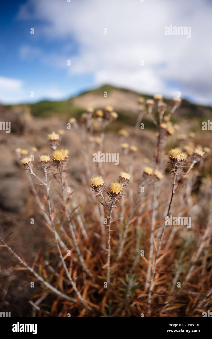Champ de fleurs d'épineux séchées jaunes avec des montagnes en arrière-plan.Gran Canaria, Espagne.Verticale. Banque D'Images