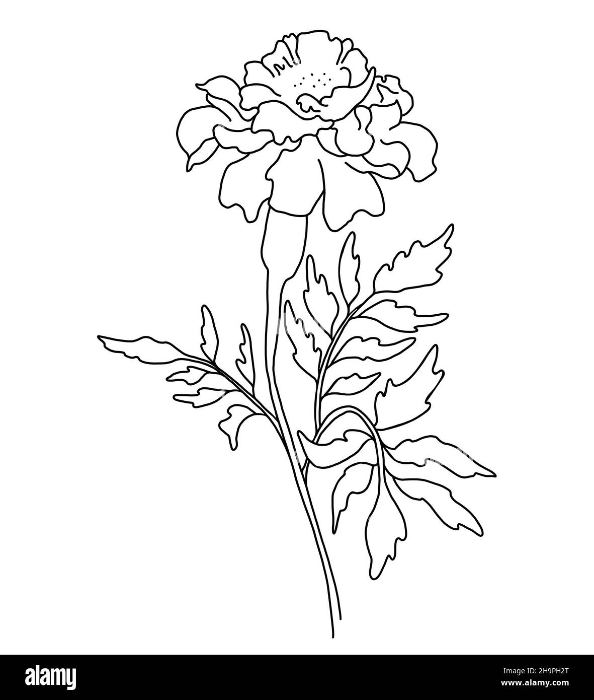 Belle fleur.Branche avec marigot en fleurs avec des feuilles.Illustration vectorielle.Dessin linéaire à la main, croquis de plantes saisonnières pour la conception, la décoration Illustration de Vecteur