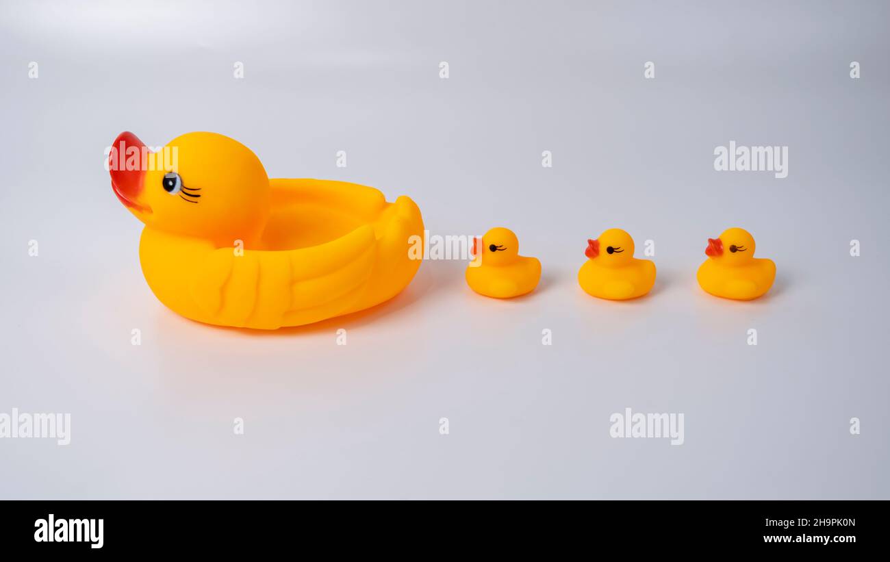 Le canard maternel et le caneton sont des oiseaux très affectueux.Ils sont très proches de leurs bébés et jouent avec eux en formant plusieurs formations. Banque D'Images