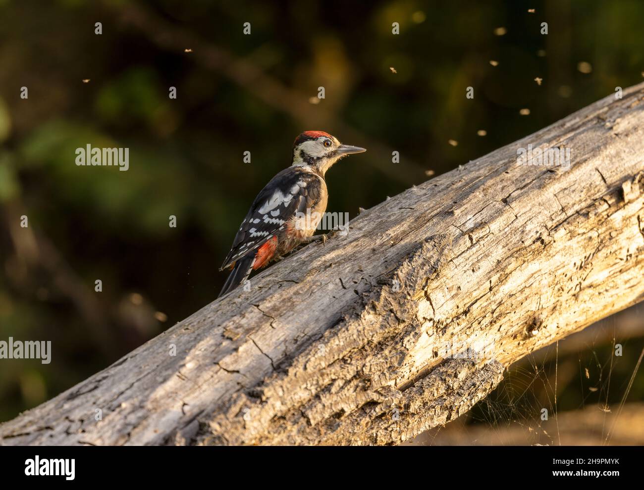 Grande souche de sapin d'été à pois Banque D'Images