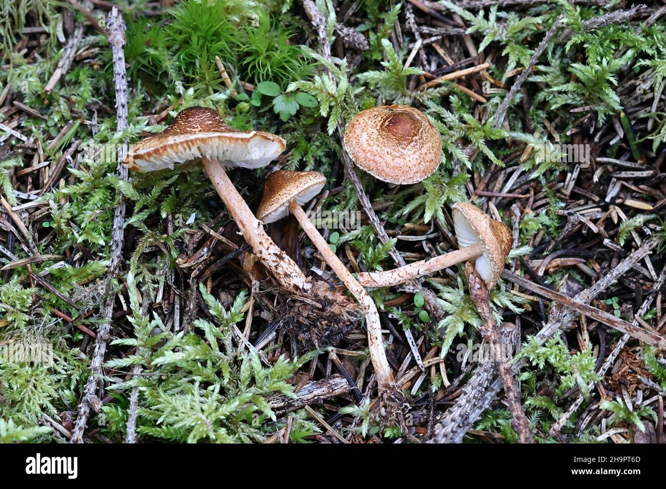 Lepiota castanea, communément connu sous le nom de dapperling de châtaignier, champignon toxique sauvage de Finlande Banque D'Images