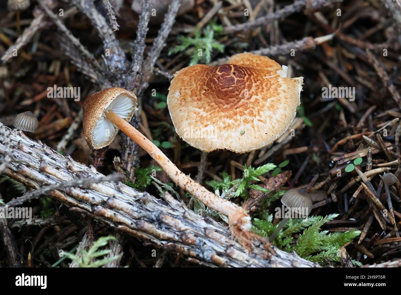 Lepiota castanea, communément connu sous le nom de dapperling de châtaignier, champignon toxique sauvage de Finlande Banque D'Images