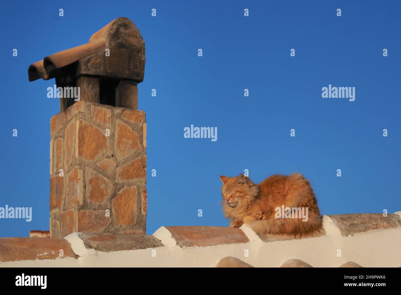 Rouge long poil de chat sur le toit avec cheminée, chat sur toit de maison espagnol, chat domestique, Espagne Banque D'Images
