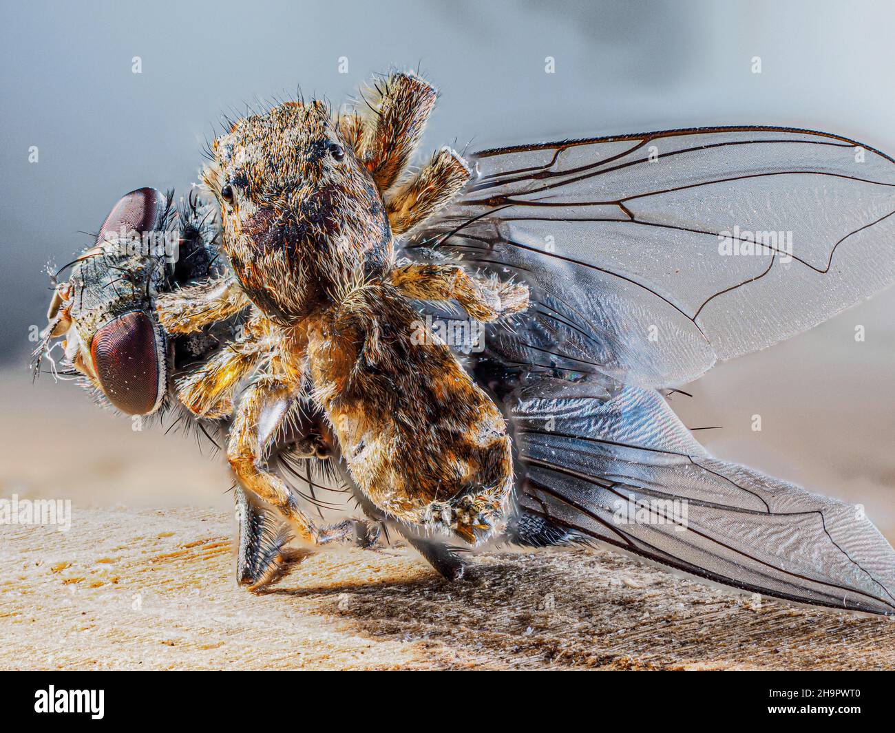 Araignée sautant le Havane (Platycryptus undatus) avec la mouche de la maison (Musca domestica) proie, tir posé, macro gros plan, fond clair, Baden-Baden Banque D'Images