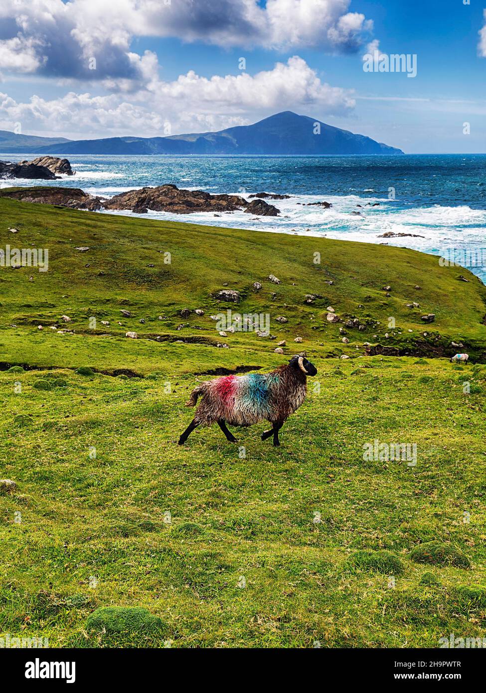 Mouton domestique (Ovis aries) à tête noire et cornes, manteau de couleurs nationales irlandaises, traversant un pré sur la côte, Acaill, île d'Achill Banque D'Images