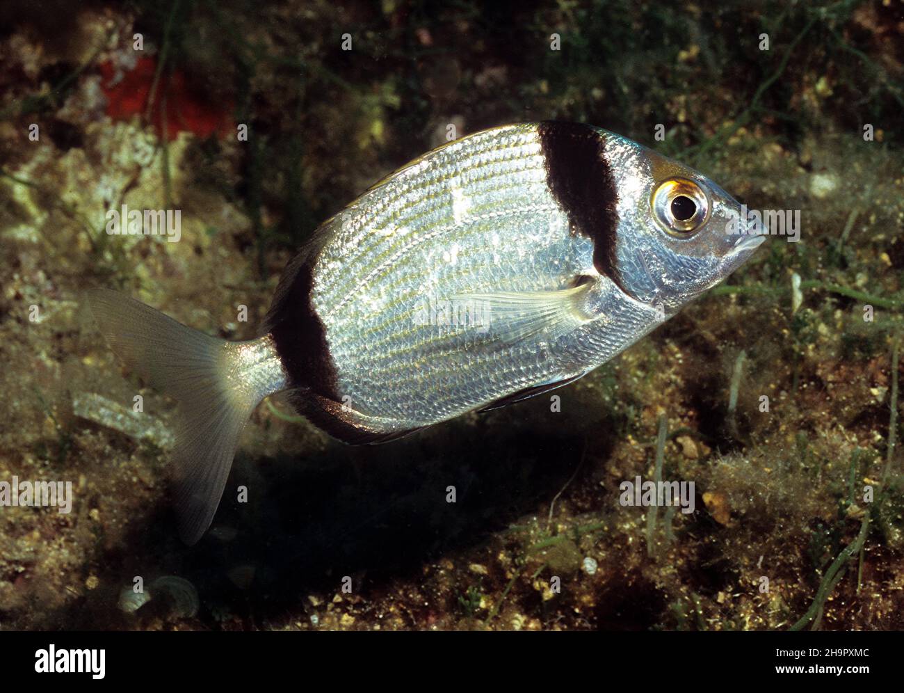 Gros plan de la dorade commune à deux bandes (Diplodus vulgaris), mer Méditerranée, Sicile, Italie Banque D'Images