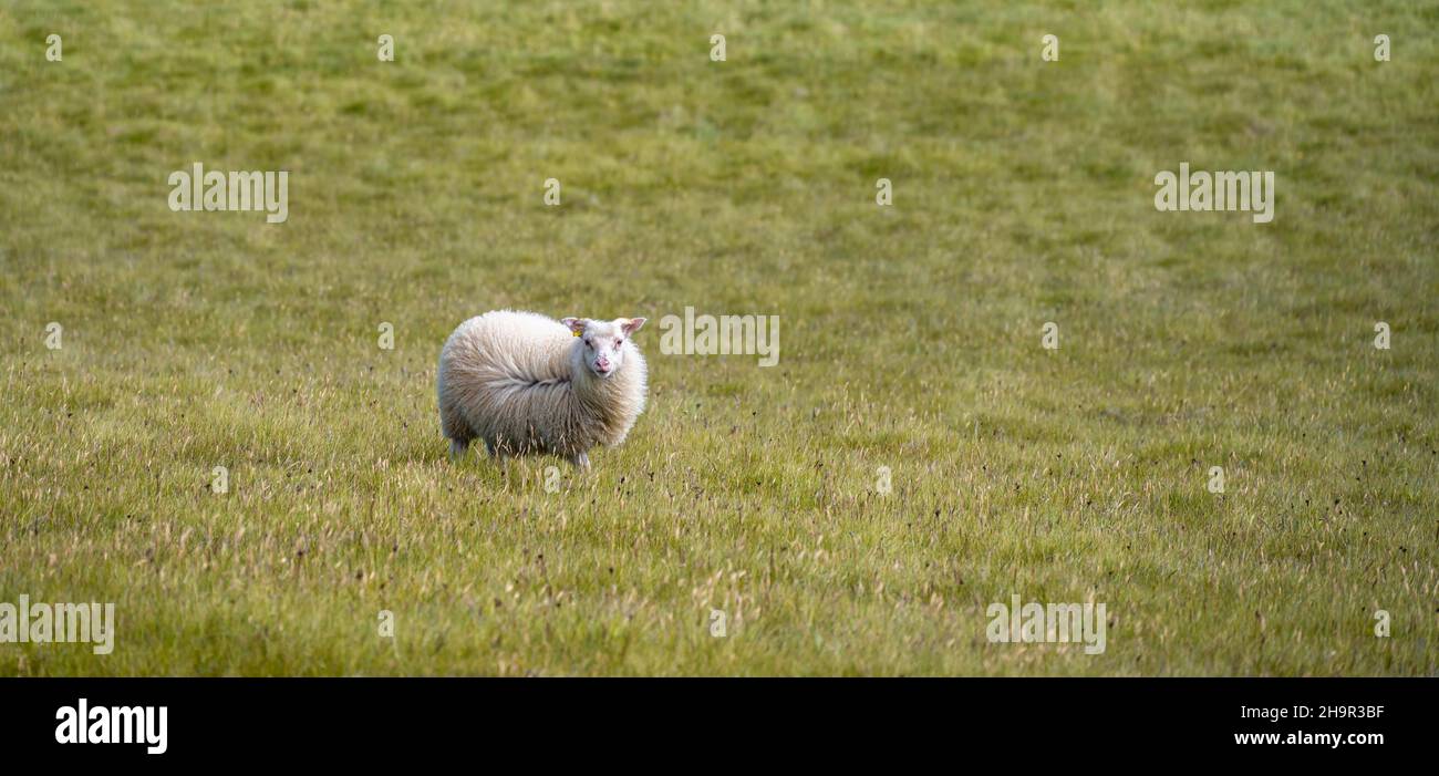 Mouton unique dans un pré, Islande du Sud, Islande Banque D'Images