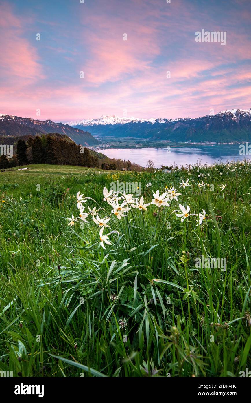 Jonquilles du poète (Narcissus poeticus) dans un pré, humeur du soir, lac Léman, Montreux, canton de Vaud,Suisse Banque D'Images