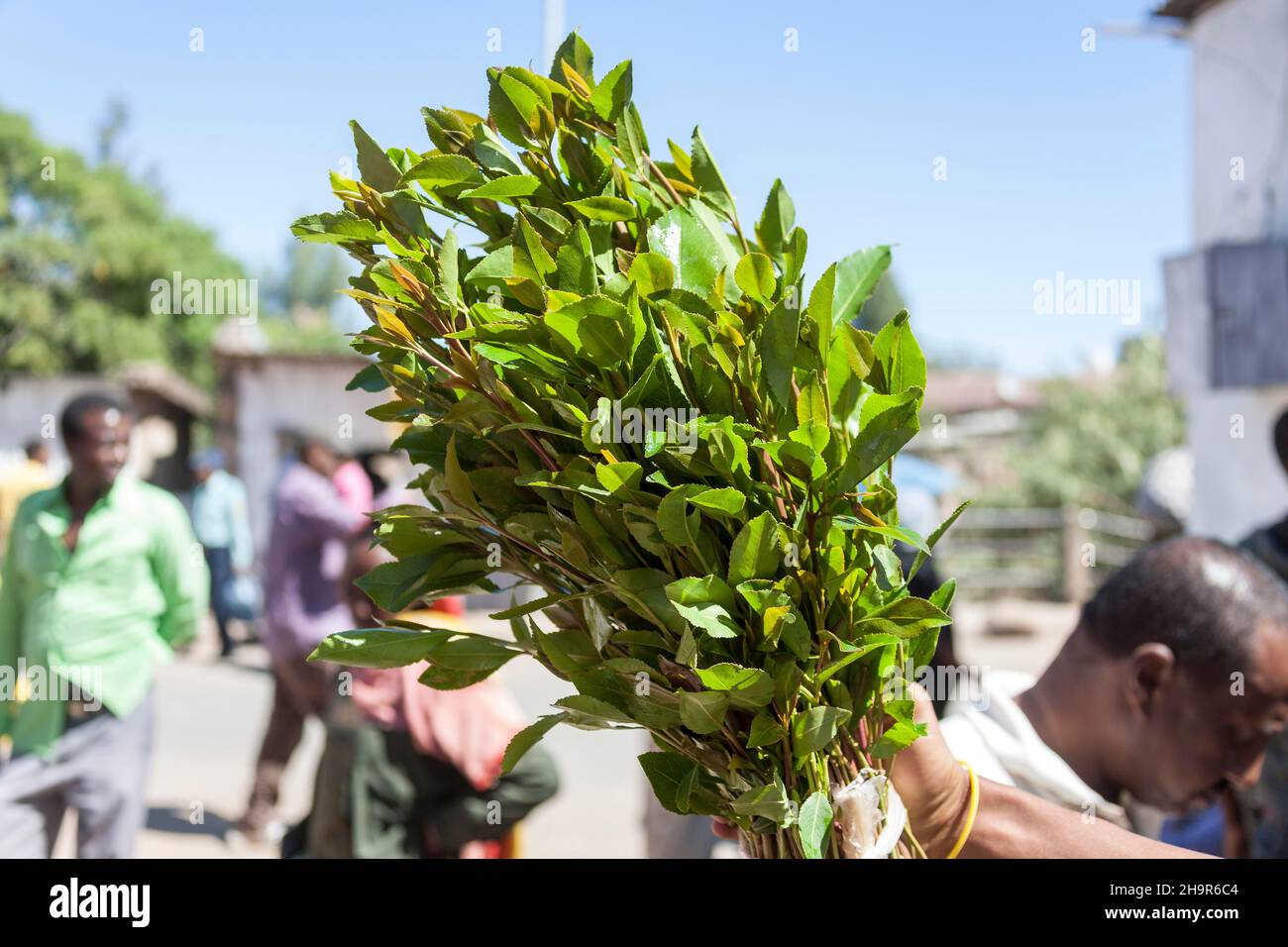 (Catha edulis) feuilles d'arbustes cathartiques, Harar, Éthiopie Banque D'Images