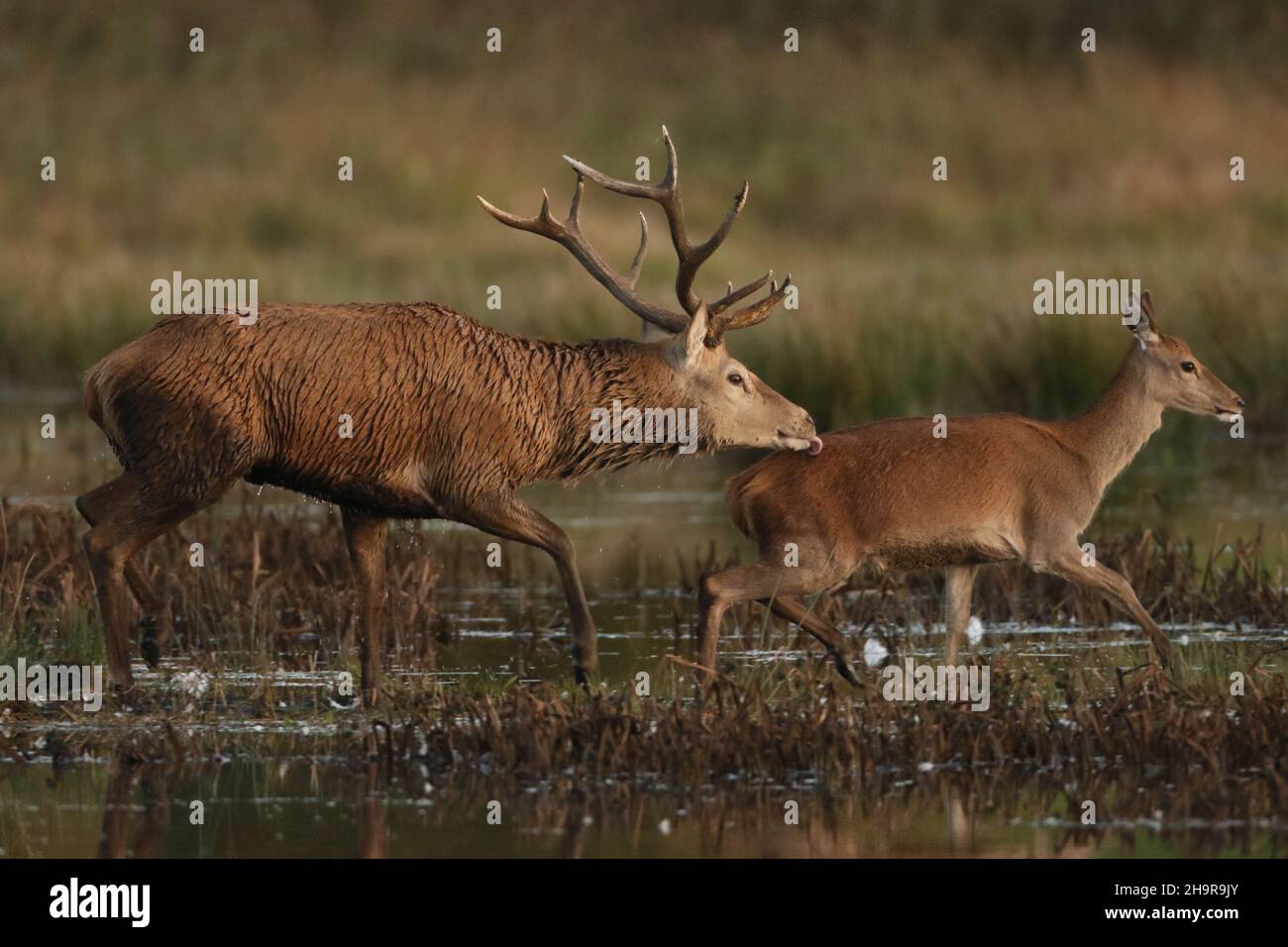 Le cerf rouge s'accouple en automne (la rut) quand les cerfs s'affrontent pour la domination, l'animal dominant ayant un harem de hinds avec lequel il s'accouple. Banque D'Images