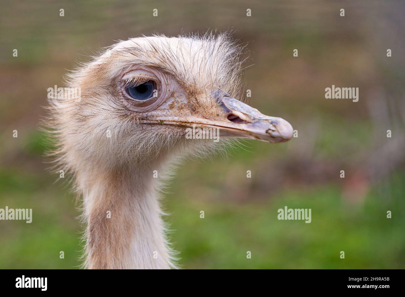 Les émeus sont les deuxièmes plus grands oiseaux indigènes de l'Australie Banque D'Images