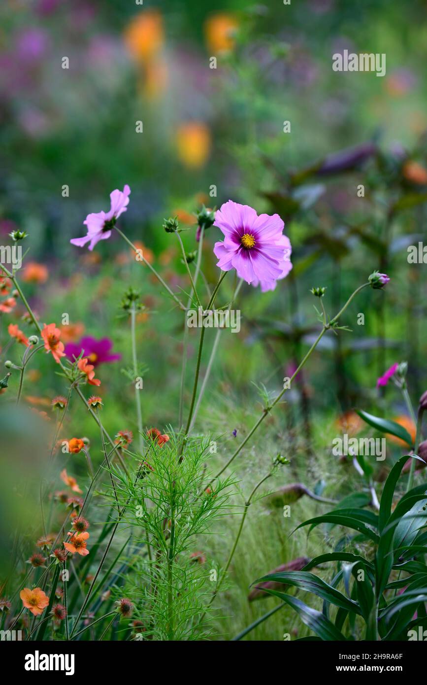 cosmos radiance,heirloom cosmos,yeux rouges pourpres,fleur rose,fleurs roses, œil rouge pourpre,annuel,annuals,jardin,été dans le jardin,RM Floral Banque D'Images