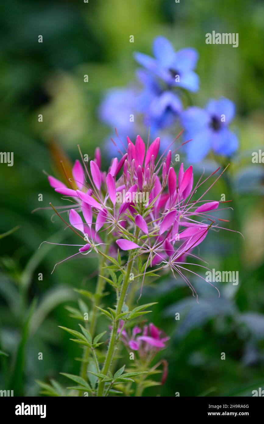 Cleome hassleriana Violet Queen, fleur d'araignée Violet Queen, fleurs violettes, Floraison, moitié durcis annuel, RM Floral Banque D'Images