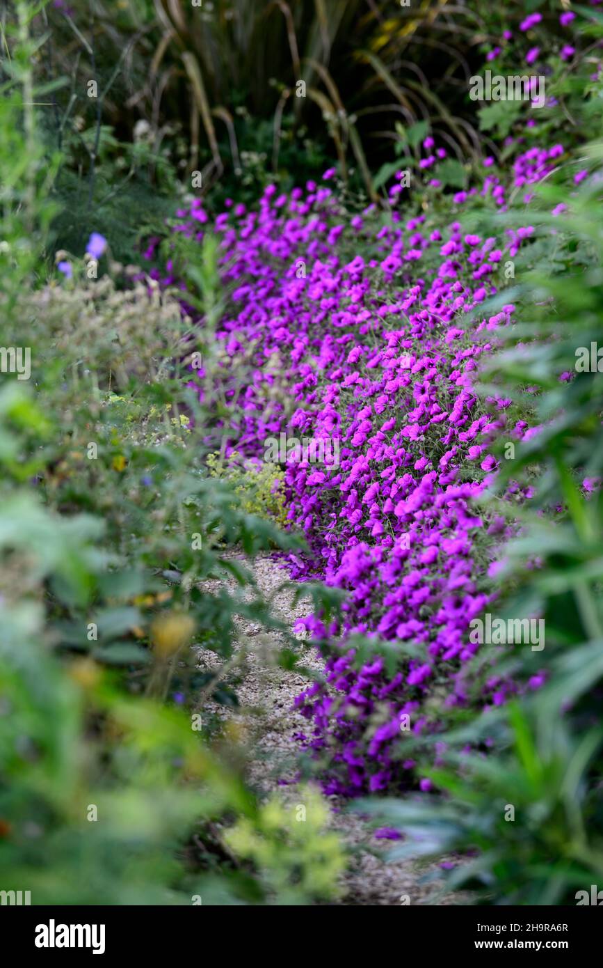 Anne géranium Geranium procurrens, Thomson x Geranium psilostemon, magenta, fleur, fleurs, plantes vivaces, fleurs, plantes vivaces, RM Banque D'Images