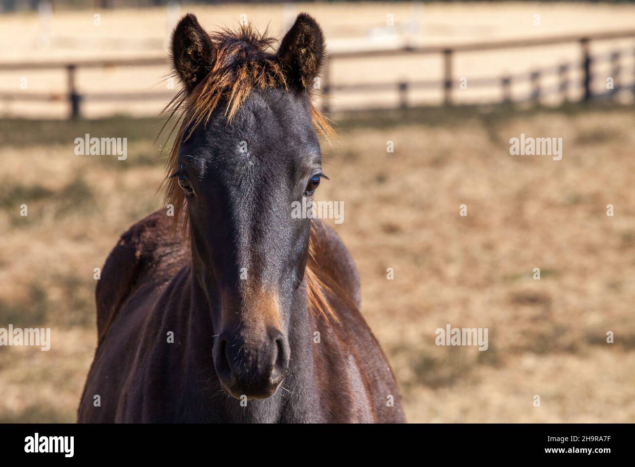 Chevaux paître dans le pâturage dans une ferme de chevaux Banque D'Images