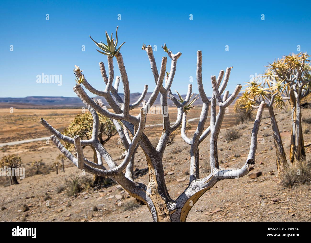 Forêt d'arbres de quiver (Aloidendron dichotomum) dans le désert de Karoo Banque D'Images